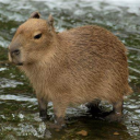 daily-capybara