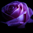 dark-purple-rose