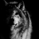 darkwolf456