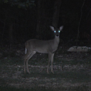deer-in-headlights-stare