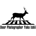 deerphotographeryokoishii