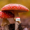 def-not-a-mushroom