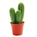 desk-cactus