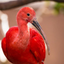 diary-of-a-scarlet-ibis