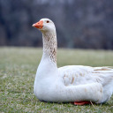 disappointing-goose