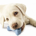 dog-daycare-rochester-blog