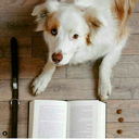 dog-eared-book