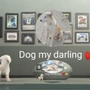 dog-my-darling