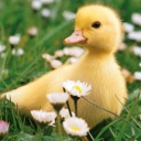 duckie-agere