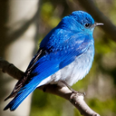 e-bluebird