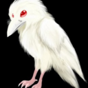 el-cuervo-blanco