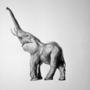 elephantinthecity avatar