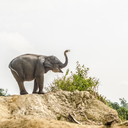 elephantsofsumatra-blog