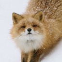 emotional-fox