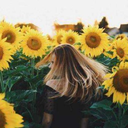 ephemeral--sunflower