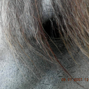 equusspirit avatar