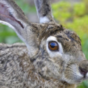 even-rabbits-are-antis-blog