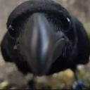 evermore-crow