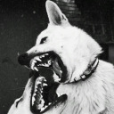 fanged-canine