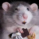 fattest-rat