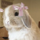 felicitous-bunny