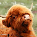 fergus-the-hairy-coo