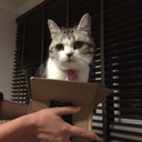 fifitheboxcat