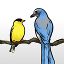 finch-and-jay