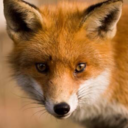 finnish-foxes avatar