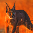 fire-type-caracal