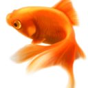 fishblr-blog