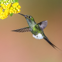 flight-of-the-hummingbird
