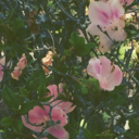 floweryphotogirl-blog