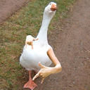 fluffy-0-goose