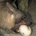foolish-hyena