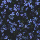 forget-me-not8292
