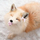 fox-kit-princess