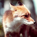 fox2389