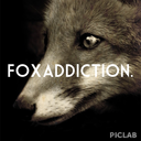 foxaddiction