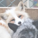foxnapping