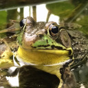 fresh-frogs