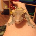 frodo-the-gecko