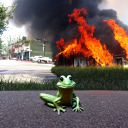 frog-of-the-arsonist