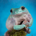 frog-toad-daily