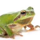 froggy-anon