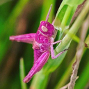 fuchsiagrasshopper