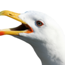gamer-gulls