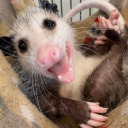 garbage-opossum