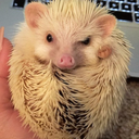 gerald-the-hedgehog