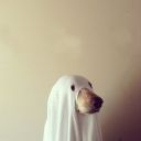 ghostdoggo13